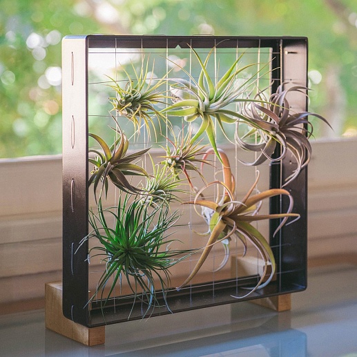 Рамка для суккулентов AirPlant- фото 1