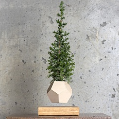 Левитирующая канадская Ель - фото 3