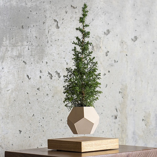 Левитирующая канадская Ель- фото 1