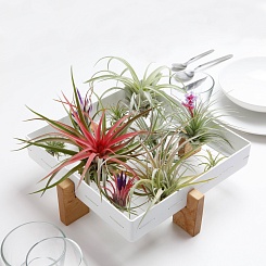 Рамка для суккулентов AirPlant - фото 2