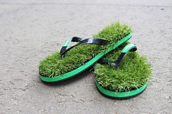 Травотапки - фото 3