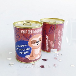 Растение в банке "Лаванда, розмарин, тимьян"  - фото 2