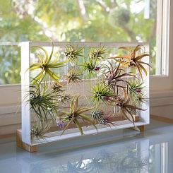 Рамка для суккулентов AirPlant - фото 3
