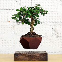 Левитирующее дерево Бонсай - фото 2