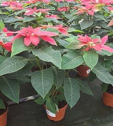 Рождественский цветок Пуансеттия - изображение 2 Рождественский цветок Пуансеттия - фото 2