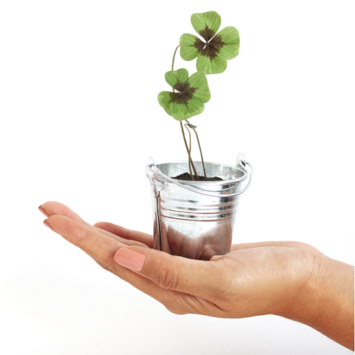 Набор для выращивания клевера- фото 1