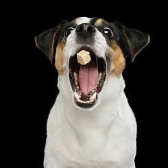 Пусковая установка Pet Snack Launcher - фото 3