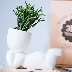 Набор для выращивания "Eco-Мечтатель" - фото 3