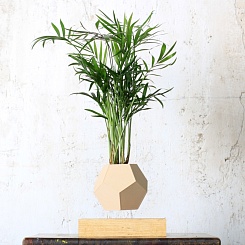 Левитирующая Хамедорея - фото 2