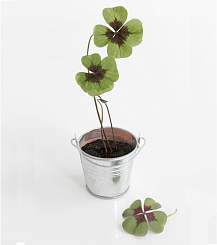 Набор для выращивания клевера - фото 2