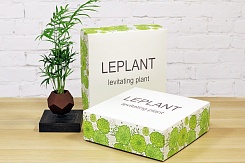 Левитирующая Хамедорея - фото 4