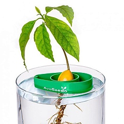 Набор для выращивания авокадо - фото 2