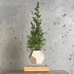 Левитирующая канадская Ель - фото 2