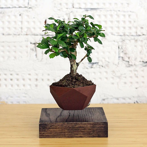 Левитирующее дерево Бонсай- фото 1