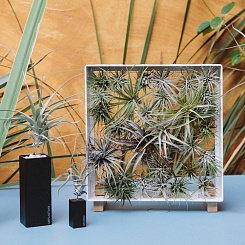 Рамка для суккулентов AirPlant - фото 6
