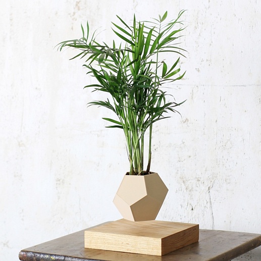 Левитирующая Хамедорея- фото 1