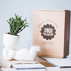 Набор для выращивания "Eco-Мечтатель" - фото 4