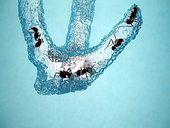 Муравьиная ферма Ant Space - фото 4