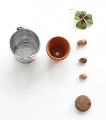 Набор для выращивания клевера - фото 3